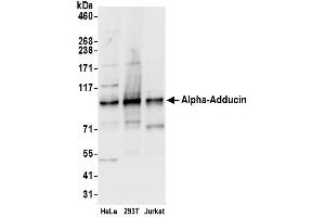 Western Blotting (WB) image for anti-Adducin 1 (Alpha) (ADD1) (AA 550-600) antibody (ABIN7453420)