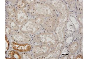 Immunoperoxidase of purified MaxPab antibody to GK on formalin-fixed paraffin-embedded human kidney.