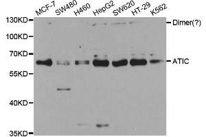 Western Blotting (WB) image for anti-5-Aminoimidazole-4-Carboxamide Ribonucleotide Formyltransferase/IMP Cyclohydrolase (ATIC) antibody (ABIN1876739) (ATIC 抗体)