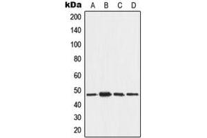 Western blot analysis of AAMP expression in MCF7 (A), A375 (B), NIH3T3 (C), H9C2 (D) whole cell lysates. (AAMP 抗体  (C-Term))