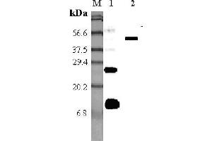 Western blot analysis using anti-RELM-α (mouse), pAb  at 1:5'000 dilution. (RELM alpha 抗体)