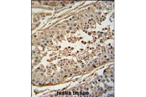 FBXO24 antibody immunohistochemistry analysis in formalin fixed and paraffin embedded human testis tissue followed by peroxidase conjugation of the secondary antibody and DAB staining.