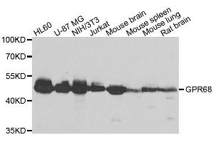 Western blot analysis of extracts of various cell lines, using GPR68 antibody. (GPR68 抗体  (AA 276-365))