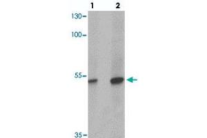 Western blot analysis of TFCP2L1 in human colon tissue with TFCP2L1 polyclonal antibody  at (1) 1 and (2) 2 ug/mL. (TFCP2L1 抗体  (N-Term))