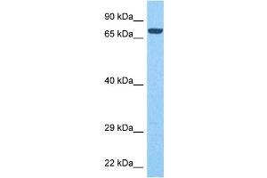 Western Blotting (WB) image for anti-Protein Tyrosine Phosphatase, Receptor Type, N (PTPRN) (Middle Region) antibody (ABIN2782197)