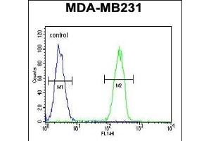 CASP5 Antibody (Center) (ABIN654898 and ABIN2844547) flow cytometric analysis of MDA-M cells (right histogram) compared to a negative control cell (left histogram). (CASP5 抗体  (AA 162-191))