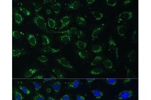 Immunofluorescence analysis of U-2 OS cells using AKR1C2 Polyclonal Antibody at dilution of 1:100 (40x lens). (AKR1C2 抗体)