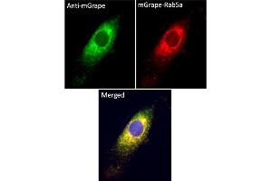 Immunofluorescence (IF) image for anti-mGrape Fluorescent Protein antibody (ABIN7273104) (mGrape Fluorescent Protein 抗体)