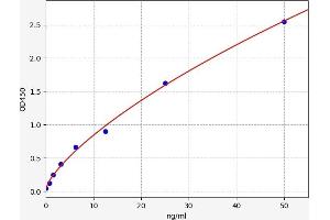 WNT5B ELISA 试剂盒