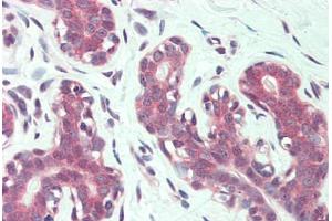 Anti-ITGA6 / CD49f antibody  ABIN960786 IHC staining of human breast. (ITGA6 抗体  (N-Term))