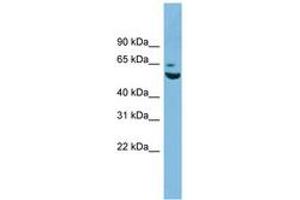Image no. 1 for anti-Zinc Finger Protein 563 (ZNF563) (AA 35-84) antibody (ABIN6744897) (ZNF563 抗体  (AA 35-84))