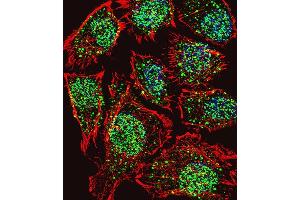 Immunofluorescence (IF) image for anti-threonine Synthase-Like 2 (THNSL2) (AA 232-261), (N-Term) antibody (ABIN651481)