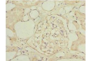 Immunohistochemistry of paraffin-embedded human kidney tissue using ABIN7153563 at dilution of 1:100 (NAPG 抗体  (AA 1-312))
