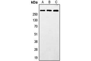 Western blot analysis of MXRA5 expression in HeLa (A), SP2/0 (B), PC12 (C) whole cell lysates. (Adlican 抗体  (N-Term))