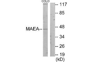 Western blot analysis of extracts from COLO205 cells, using MAEA antibody. (MAEA 抗体  (Internal Region))