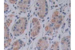 Detection of FKBP7 in Human Stomach Tissue using Polyclonal Antibody to FK506 Binding Protein 7 (FKBP7)