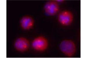 Immunofluorescence (IF) image for anti-Tubulin, gamma (TUBG) antibody (ABIN2666216) (gamma Tubulin 抗体)