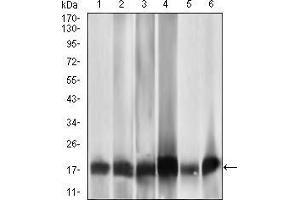 Western blot analysis using MRPL42 mouse mAb against HL7702 (1), HepG2 (2), SMMC-7721 (3), HEK293 (4), HeLa (5), and Raji (6) cell lysate. (MRPL42 抗体  (AA 142-203))