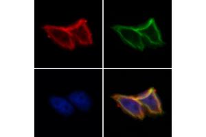 ABIN6266143 and ABIN6273188 staining Hela by IF/ICC.