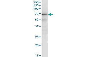 Immunoprecipitation of GTF2H1 transfected lysate using anti-GTF2H1 MaxPab rabbit polyclonal antibody and Protein A Magnetic Bead , and immunoblotted with GTF2H1 monoclonal antibody (M01), clone 1F12-1B5 . (GTF2H1 抗体  (AA 1-548))