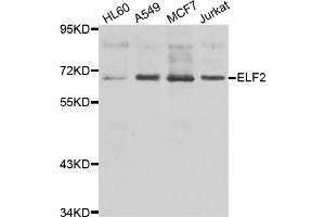 Western blot analysis of extracts of various cell lines, using ELF2 antibody (ABIN5975567) at 1/1000 dilution. (ELF2 抗体)