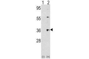 Western blot analysis of THPO/ TPO antibody and 293 cell lysate (2 ug/lane) either nontransfected (Lane 1) or transiently transfected with the THPO gene (2). (Thrombopoietin 抗体  (AA 243-273))