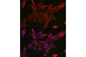 Immunofluorescence analysis of PC-12 cells using UBQLN4 Rabbit pAb (ABIN7271124) at dilution of 1:50 (40x lens). (UBQLN4 抗体  (AA 300-390))