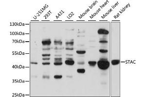 Western blot analysis of extracts of various cell lines, using STAC antibody (ABIN7270274) at 1:1000 dilution. (STAC 抗体  (AA 153-402))