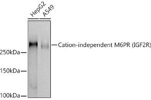 Western blot analysis of extracts of various cell lines, using Cation-independent M6PR (IGF2R) antibody (ABIN7267905) at 1:1000 dilution. (IGF2R 抗体)