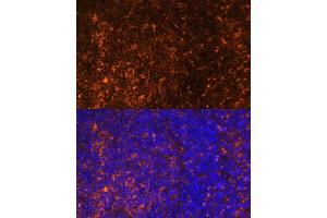 Immunofluorescence analysis of rat spleen using CCL19 Polyclonal Antibody (ABIN7266300) at dilution of 1:100 (40x lens). (CCL19 抗体  (AA 22-95))