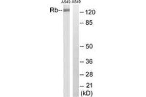 Western blot analysis of extracts from A549 cells, treated with EGF 200ng/ml 30', using Retinoblastoma (Ab-252) Antibody. (Retinoblastoma Protein (Rb) 抗体  (AA 221-270))