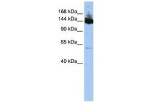 Image no. 1 for anti-Symplekin (SYMPK) (C-Term) antibody (ABIN6743130) (Symplekin 抗体  (C-Term))