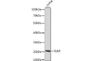 Western blot analysis of extracts of various cell lines, using StAR antibody (ABIN3021302, ABIN3021303, ABIN3021304 and ABIN6214574) at 1:400 dilution.