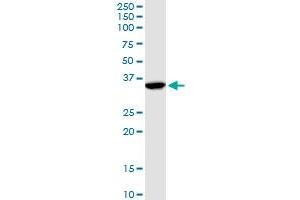 ANXA1 MaxPab rabbit polyclonal antibody. (Annexin a1 抗体  (AA 1-346))