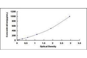 Cardiotrophin 1 (CTF1) ELISA Kit