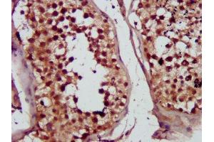 IHC image of ABIN7149997 diluted at 1:300 and staining in paraffin-embedded human testis tissue performed on a Leica BondTM system. (MVD 抗体  (AA 69-221))