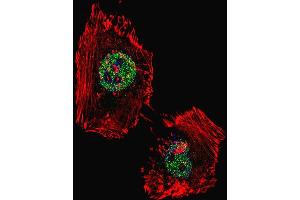 Fluorescent confocal image of Hela cell stained with hLSD1- (ABIN388023 and ABIN2845465). (LSD1 抗体  (C-Term))