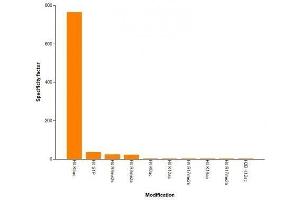 Histone H4K5ac antibody (mAb) specificity tested by peptide array analysis.