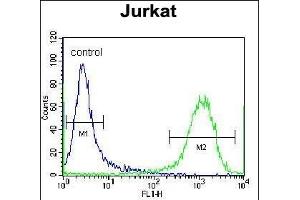 Flow Cytometry (FACS) image for anti-Zinc Finger and SCAN Domain Containing 2 (ZSCAN2) (AA 117-146), (N-Term) antibody (ABIN657010)