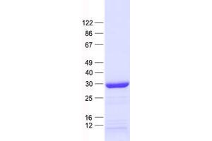 Western Blotting (WB) image for CCAAT/enhancer Binding Protein (C/EBP), epsilon (CEBPE) protein (His tag) (ABIN2713898)