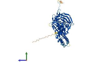 Protein Structure (PS) image for Kelch-Like 36 (KLHL36) (AA 1-613) protein (His tag) (ABIN7559652)