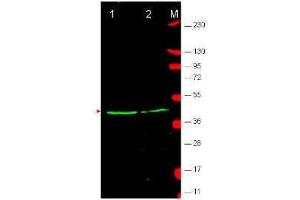 Western Blotting (WB) image for anti-Wingless-Type MMTV Integration Site Family, Member 1 (WNT1) (Internal Region) antibody (ABIN233837)