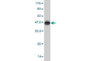 Western Blot detection against Immunogen (37. (ERRFI1 抗体  (AA 111-220))