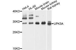 Western blot analysis of extracts of various cell lines, using UPK3A antibody (ABIN4905560) at 1:1000 dilution. (Uroplakin 3A 抗体)