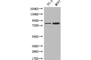 Western blot All lanes: LRRN3 antibody at 0. (LRRN3 抗体  (AA 201-500))