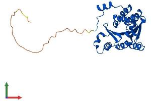 Protein Structure (PS) image for Catechol-O-Methyltransferase Domain Containing 1 (COMTD1) (AA 1-262) protein (His tag) (ABIN7546503)