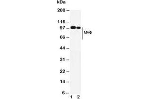 Western blot testing of MAG antibody and Lane 1:  rat brain;  2: mouse brain. (MAG 抗体  (AA 114-132))