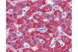 Immunohistochemistry (IHC) image for anti-Monoamine Oxidase B (MAOB) (N-Term) antibody (ABIN2781314) (Monoamine Oxidase B 抗体  (N-Term))
