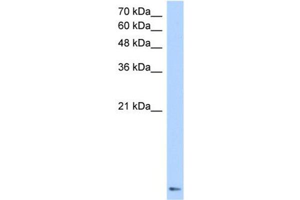 ZNF706 抗体  (N-Term)