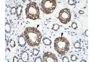 RFP2 antibody was used for immunohistochemistry at a concentration of 4-8 ug/ml to stain Epithelial cells of collecting tubule (arrows] in Human Kidney.